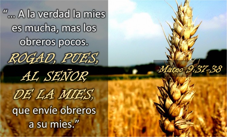 Mateo 9.37-38