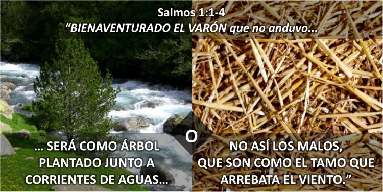 Salmos 1