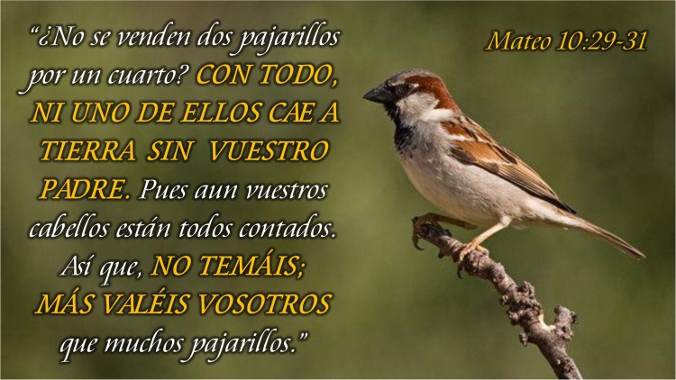Mateo 10.29-31