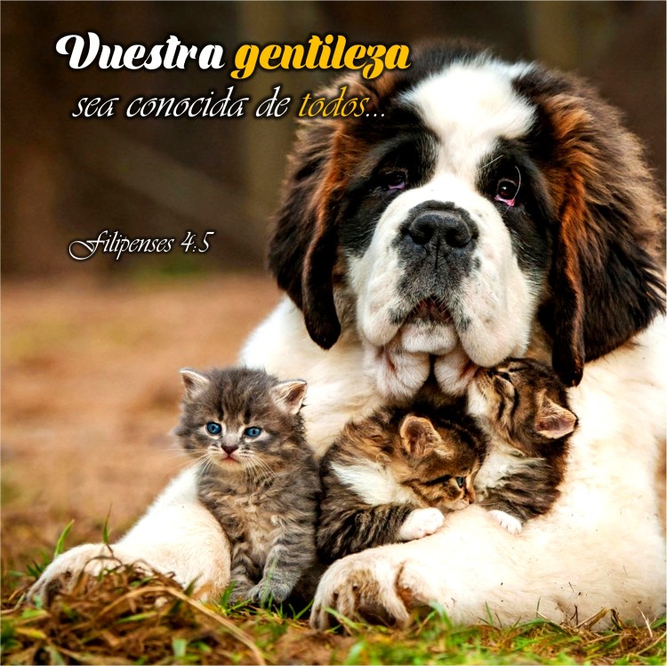 FIlipenses 4.5 Anexo